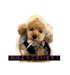 パニックプードルパニちゃん第二段（個別スタンプ：1）