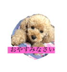 パニックプードルパニちゃん第二段（個別スタンプ：2）