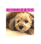 パニックプードルパニちゃん第二段（個別スタンプ：3）