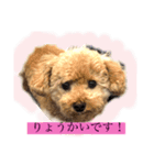 パニックプードルパニちゃん第二段（個別スタンプ：5）