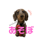 ミニチュアダックスのリュカ（個別スタンプ：1）