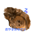 ミニチュアダックスのリュカ（個別スタンプ：8）