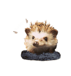 ハリネズミの「との」（個別スタンプ：2）