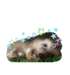 ハリネズミの「との」（個別スタンプ：4）
