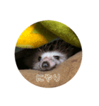 ハリネズミの「との」（個別スタンプ：5）