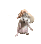 ハリネズミの「との」（個別スタンプ：6）