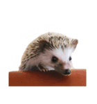 ハリネズミの「との」（個別スタンプ：7）