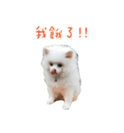 ハメロン、日常（個別スタンプ：3）