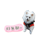 ハメロン、日常（個別スタンプ：4）