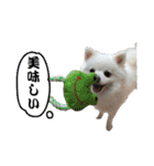 ハメロン、日常（個別スタンプ：17）