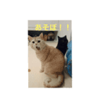 だいずとあずきのねこねこすたんぷ2（個別スタンプ：1）