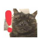 だいずとあずきのねこねこすたんぷ2（個別スタンプ：4）