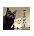 だいずとあずきのねこねこすたんぷ2（個別スタンプ：5）