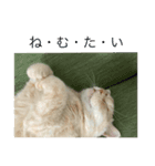 だいずとあずきのねこねこすたんぷ2（個別スタンプ：6）