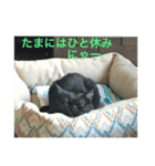だいずとあずきのねこねこすたんぷ2（個別スタンプ：7）