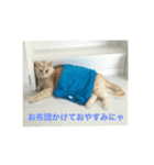 だいずとあずきのねこねこすたんぷ2（個別スタンプ：8）