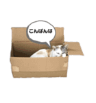 町ねこチロと飼いねこコトのスタンプ（個別スタンプ：1）