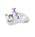 町ねこチロと飼いねこコトのスタンプ（個別スタンプ：2）