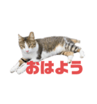 町ねこチロと飼いねこコトのスタンプ（個別スタンプ：7）