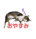 町ねこチロと飼いねこコトのスタンプ（個別スタンプ：8）