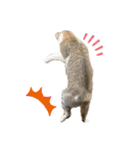 町ねこチロと飼いねこコトのスタンプ（個別スタンプ：9）