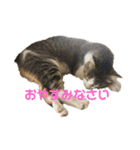 町ねこチロと飼いねこコトのスタンプ（個別スタンプ：12）