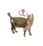 町ねこチロと飼いねこコトのスタンプ（個別スタンプ：13）