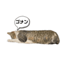 町ねこチロと飼いねこコトのスタンプ（個別スタンプ：15）
