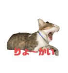 町ねこチロと飼いねこコトのスタンプ（個別スタンプ：16）