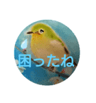 毎日に優しさを♥️(小鳥のパステル画)（個別スタンプ：8）