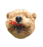 くっきー君だよ。（個別スタンプ：12）