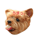 くっきー君だよ。（個別スタンプ：21）