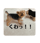 くっきー君だよ。（個別スタンプ：23）
