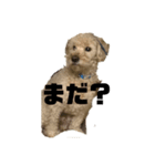 モコモコですが何か2（個別スタンプ：1）