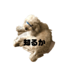 モコモコですが何か2（個別スタンプ：4）