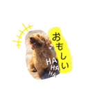 ポンテときどきペディ（個別スタンプ：10）