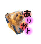 ポンテときどきペディ（個別スタンプ：12）