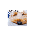 ポンテときどきペディ（個別スタンプ：14）