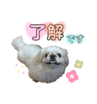 けだまひじきトラ（個別スタンプ：1）