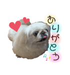 けだまひじきトラ（個別スタンプ：3）