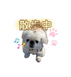 けだまひじきトラ（個別スタンプ：4）