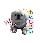 けだまひじきトラ（個別スタンプ：8）