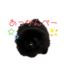 けだまひじきトラ（個別スタンプ：9）
