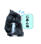 けだまひじきトラ（個別スタンプ：10）