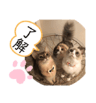 ✨ハワイ三兄弟✨マハロ⭐︎アロハ⭐︎ロコ（個別スタンプ：1）