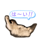 ✨ハワイ三兄弟✨マハロ⭐︎アロハ⭐︎ロコ（個別スタンプ：4）