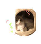 ✨ハワイ三兄弟✨マハロ⭐︎アロハ⭐︎ロコ（個別スタンプ：8）
