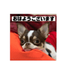 マロンとルナの挨拶集（個別スタンプ：1）