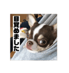 マロンとルナの挨拶集（個別スタンプ：3）