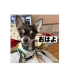 マロンとルナの挨拶集（個別スタンプ：4）